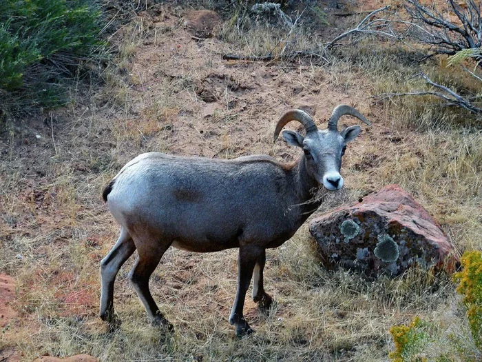 Blue ram: Not blue and not ram. Who are the false sheep and how do they live? - Rams, Animal book, Yandex Zen, Longpost, Artiodactyls, Animals