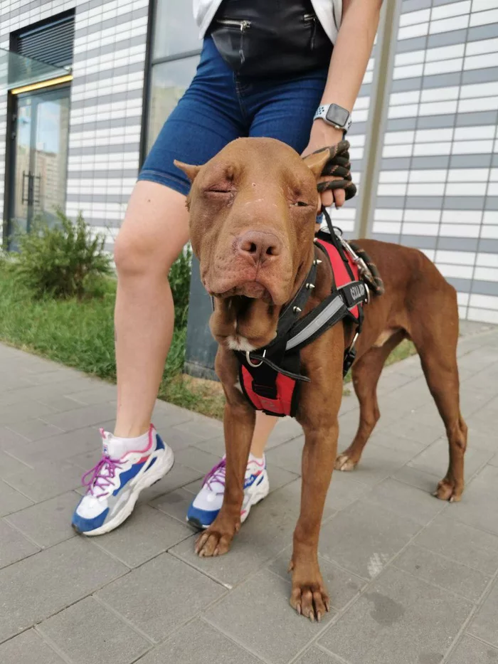 The girl is trying to find out who beat and left the dog in the heat - Dog, Flailing, The rescue, The crime, Moscow region, Pitbull, Video, Longpost, Negative