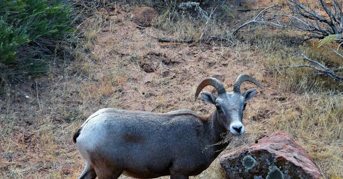 Баран белюкбашы. Гималайский голубой баран. Голубой баран нахур. Гималайский горный баран. Голубой баран в Московском зоопарке.