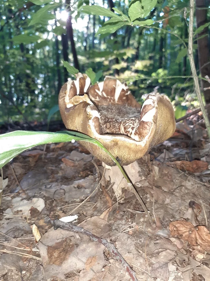 One week later. All that is left. Samara region - My, Samara Region, Samarskaya luka, Mushrooms, Longpost