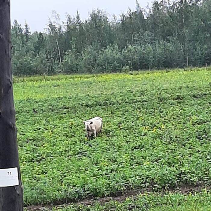 Yakut cow keeps the whole village in fear - Yakutia, Cow, Hooliganism