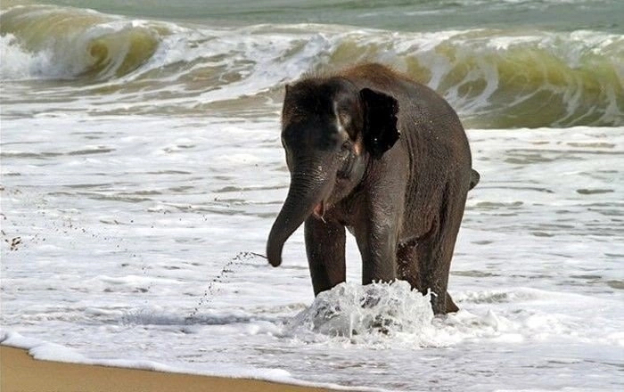 A little elephant named Dumbo was shown the sea for the first time. The world belongs to those who are happy with it - Joy, Animals, Elephants, Kindness, Longpost