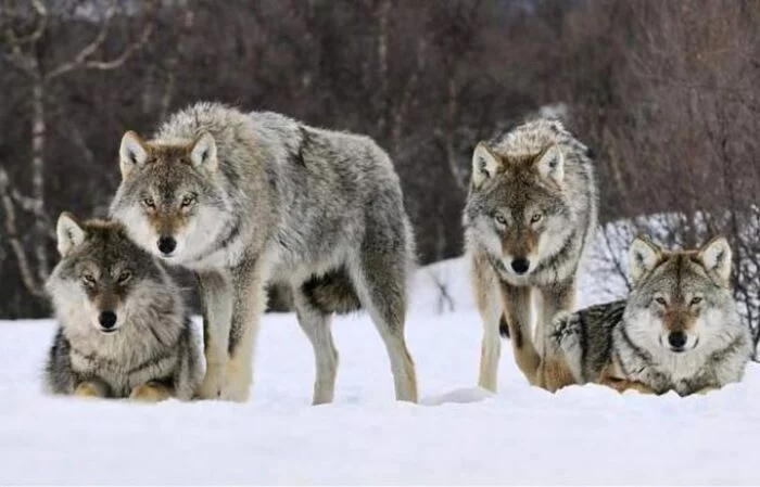 brigade - Wolf, Canines, Predatory animals, Mammals, Wild animals, wildlife, Nature, The photo, Flock, Winter, Snow, Animals