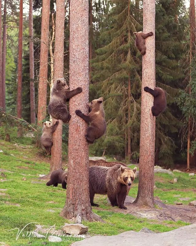 Training base - The Bears, Brown bears, Teddy bears, Predatory animals, Animals, Wild animals, wildlife, Nature, Finland, The photo, Mammals