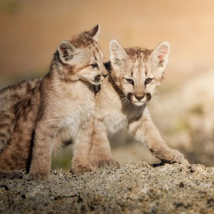 pumyata - Puma, Small cats, Cat family, Predatory animals, Animals, Wild animals, wildlife, Nature, Patagonia, South America, The photo, Young, Longpost, Mammals