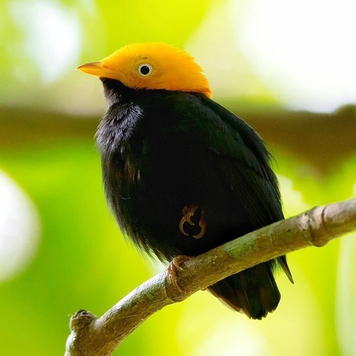 Золотоголовая пипра