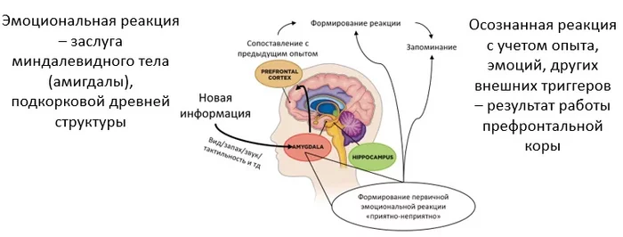 The biological basis of thinking - My, Science and religion, Conspiracy, Critical thinking, Longpost