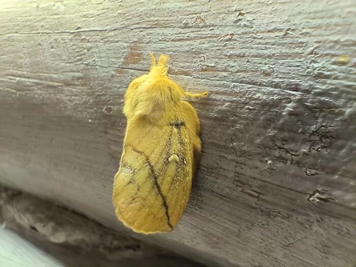 Please help identifying an insect - Insects, Help, No rating, Species definition