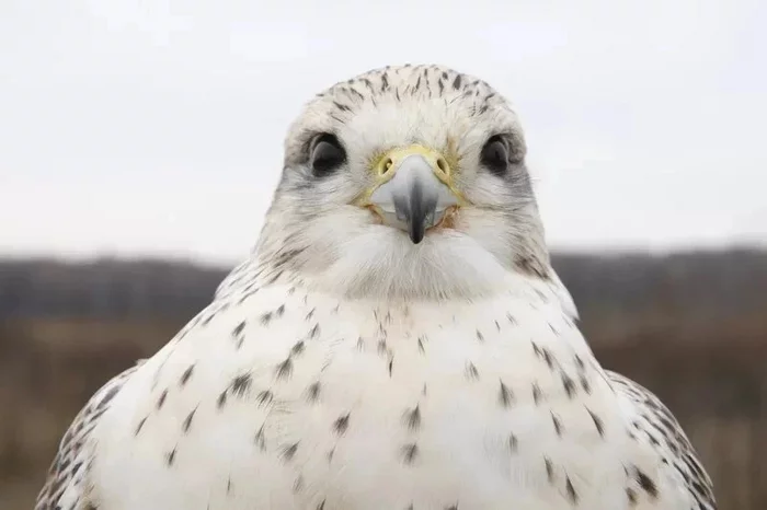 Gyrfalcon: A desperate inhabitant of the far north. The biggest falcon will do anything to survive in the icy desert - Merlin, Predator birds, Animal book, Yandex Zen, Longpost