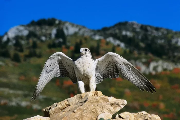 Gyrfalcon: A desperate inhabitant of the far north. The biggest falcon will do anything to survive in the icy desert - Merlin, Predator birds, Animal book, Yandex Zen, Longpost
