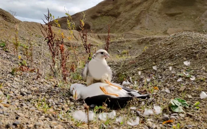 Gyrfalcon: A desperate inhabitant of the far north. The biggest falcon will do anything to survive in the icy desert - Merlin, Predator birds, Animal book, Yandex Zen, Longpost