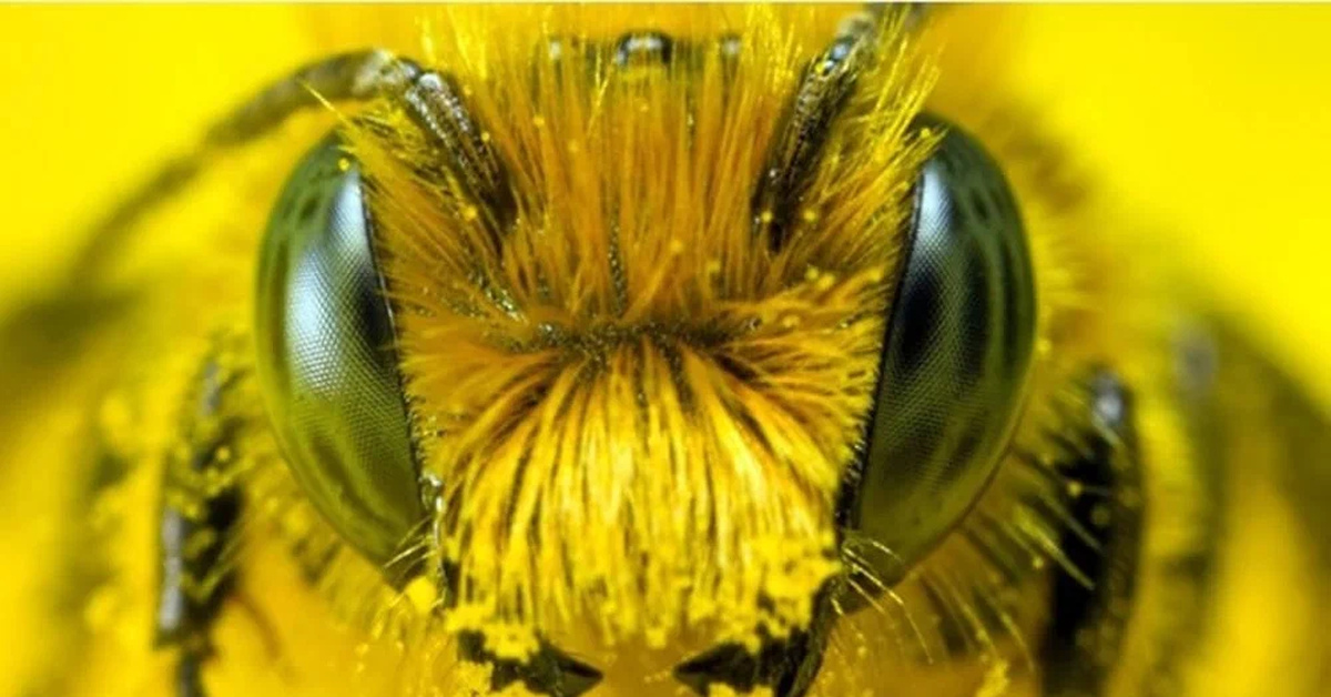 Какая голова пчел. Глаза пчелы. Глаз пчелы под микроскопом. Голова пчелы. Глаза шмеля.