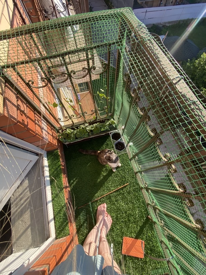 catbalcony - My, Longpost, cat, Pets, With your own hands, Video, Vertical video