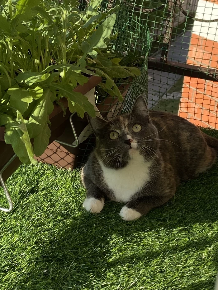 catbalcony - My, Longpost, cat, Pets, With your own hands, Video, Vertical video