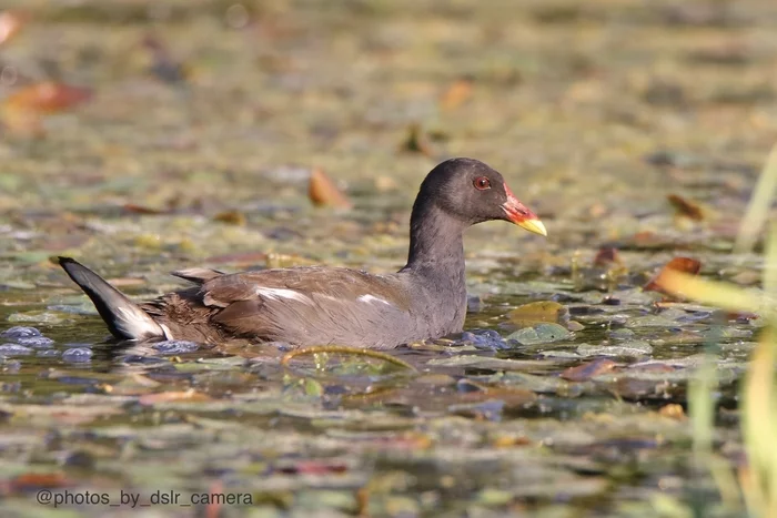 Moorhen with chicks - My, Photo hunting, Birds, Moorhen, Longpost