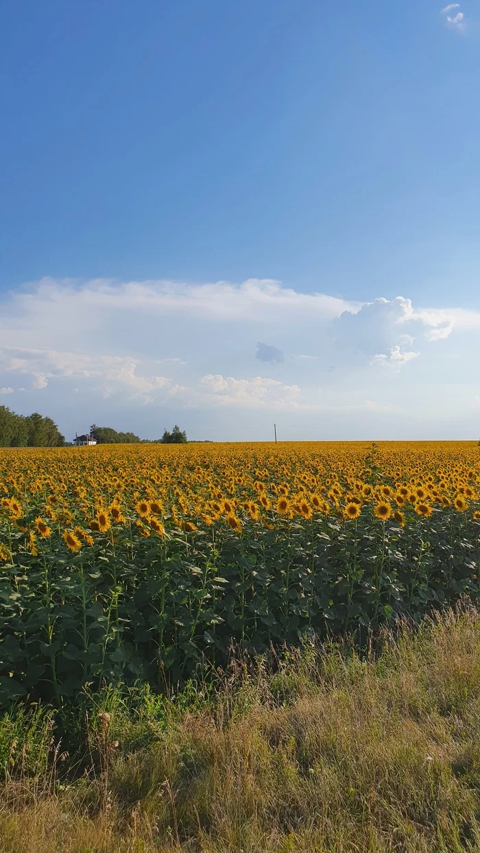 An unexpected journey. Part last. Nizhny Novgorod - Voronezh - My, Summer, Drive, Diveyevo, Arzamas, Sunflower, Road signs, Church, Tambov Region, Longpost, The photo