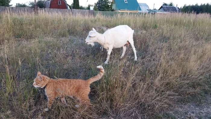 And milk and girlfriend - cat, Goat