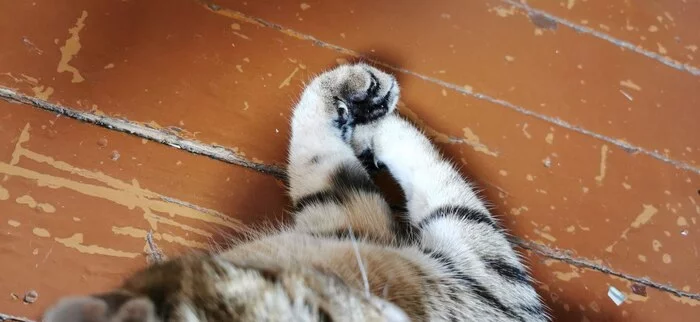 A pair of paws, ten ears and one tired mother - My, Pets, Paws, Kittens, Longpost, cat, Kurilian Bobtail