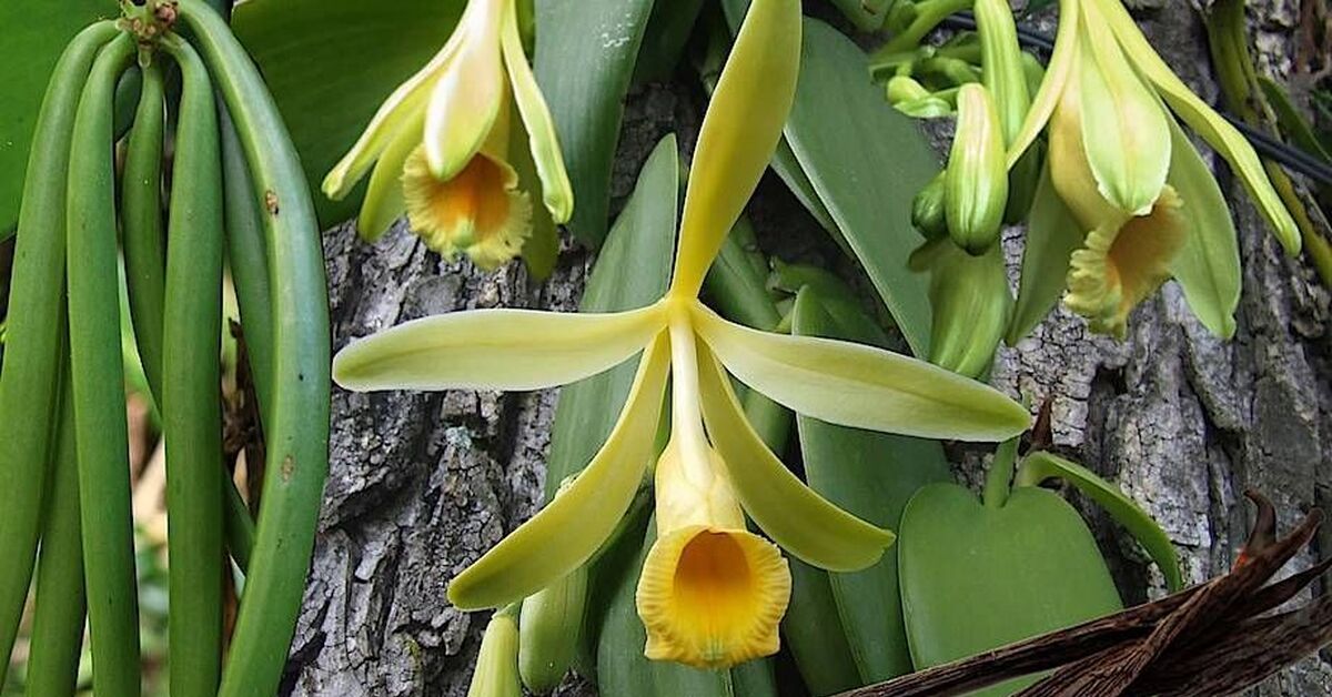 Vanilla plants. Орхидея Ванилла планифолия. Орхидея ваниль стручки. Орхидея ваниль плосколистная.