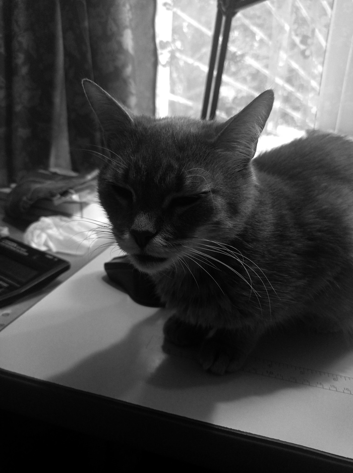 Продолжение поста «Котейка болеет, но непонятно, чем»