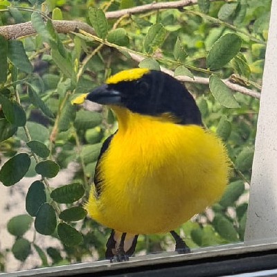 Reply to the post Golden Tanager - My, Ornithology, Birds, Colombia, Reply to post, Video, Video VK, Longpost