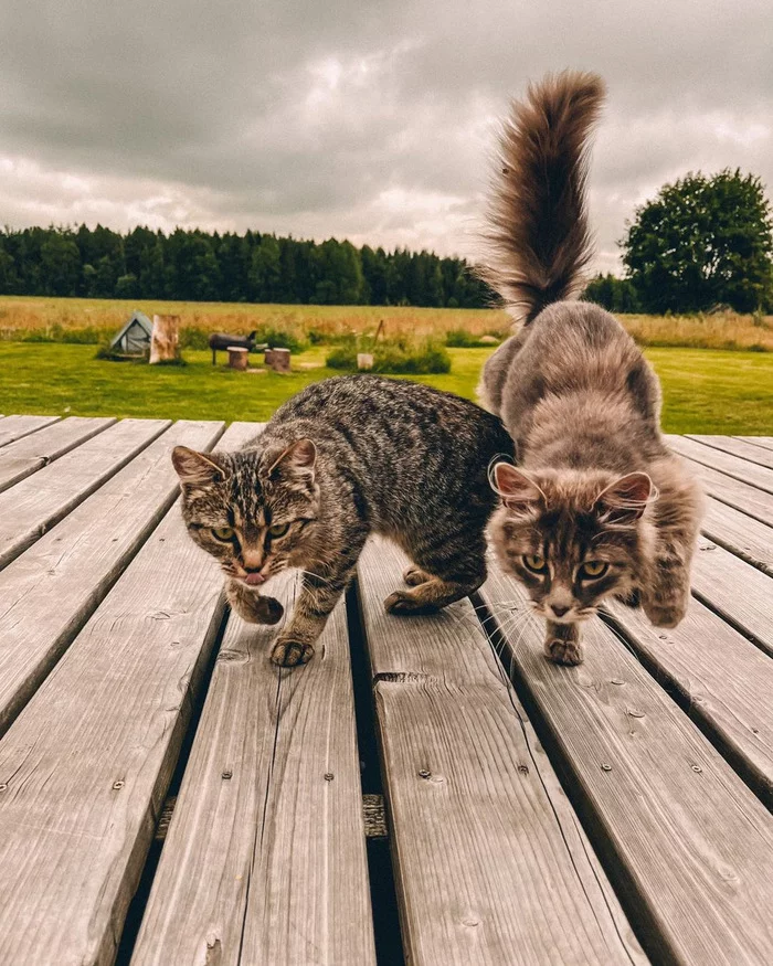 Кошкомэ - Кот, Банда, Фотография