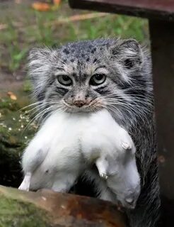 Predator - Pallas' cat, Pet the cat, Small cats, Cat family, Predatory animals, Wild animals, The photo