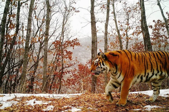 Extinct ancient relative of Amur tigers found in China - Amur tiger, Extinct species, Paleontology, Prehistoric animals, The new kind, Chinese scholars, China, Opening, Research, Scientists, Jaw, Big cats, Cat family