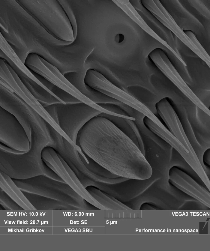 We examine the antenna of the wasp in an electron microscope - My, Microscope, Microfilming, Insects, Wasp, Antenna, Electron microscope, Longpost