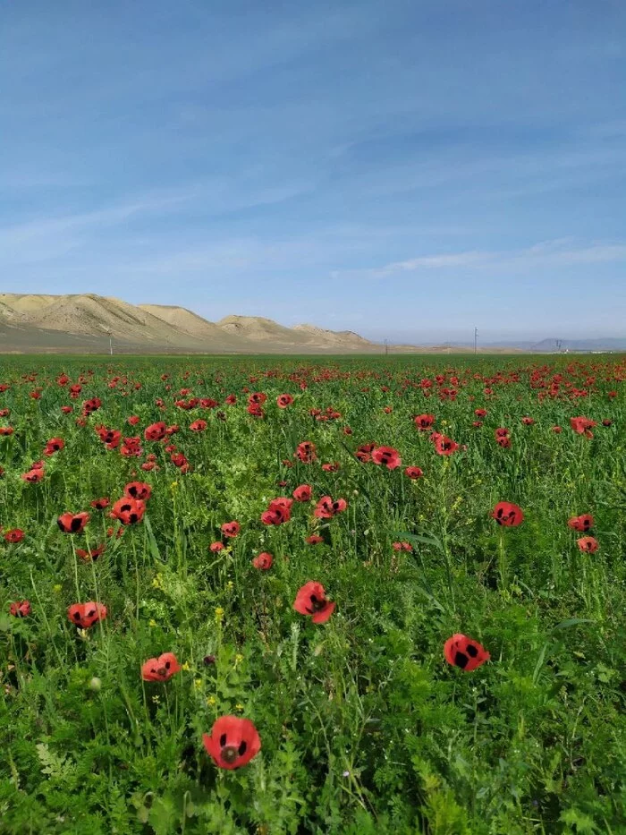 Май в дагестане фото