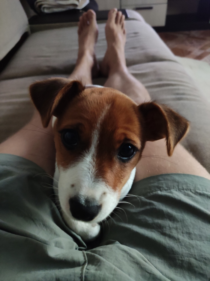 Джек Рассел Джесси