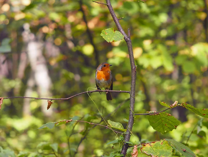 Robin - My, The photo, Birds, Robin, Summer