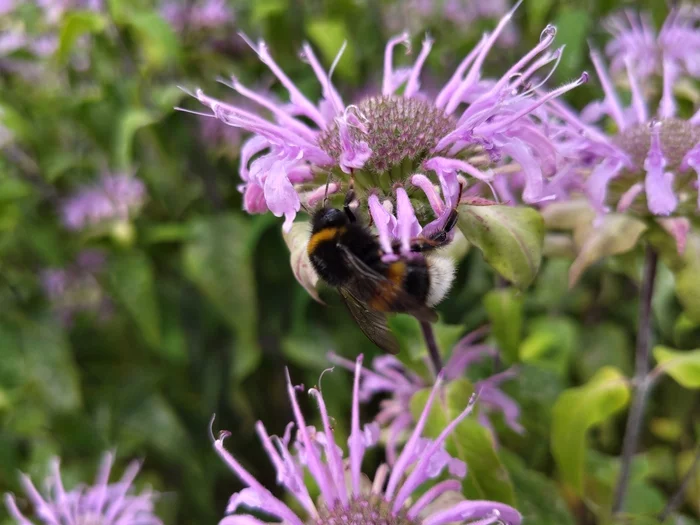 Mohnoass - My, Bumblebee, Flowers, Longpost