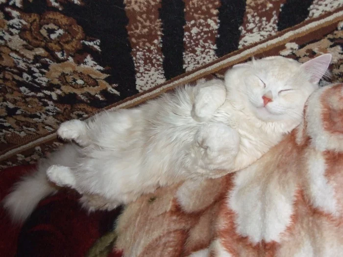 Sweet Dreams - My, The photo, cat, Pets, Turkish angora, Dream, Paws, Milota