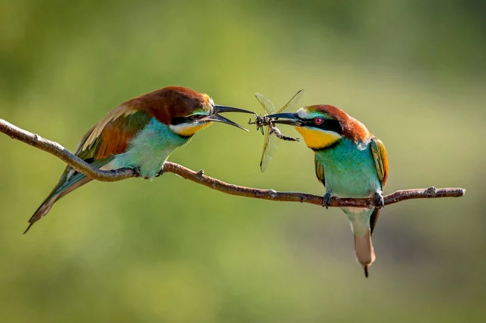 boyfriend - The photo, Birds, Szczurka, wildlife, Ornithology, The nature of Russia, Dragonfly