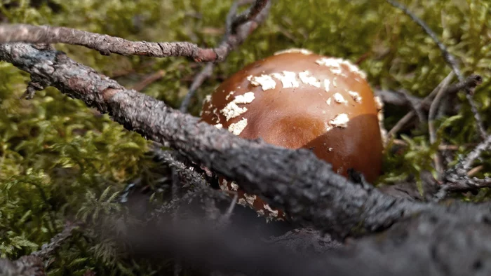 Just a forest. Calm. appeasement - My, Forest, Mushrooms, Mobile photography, Zen, Longpost