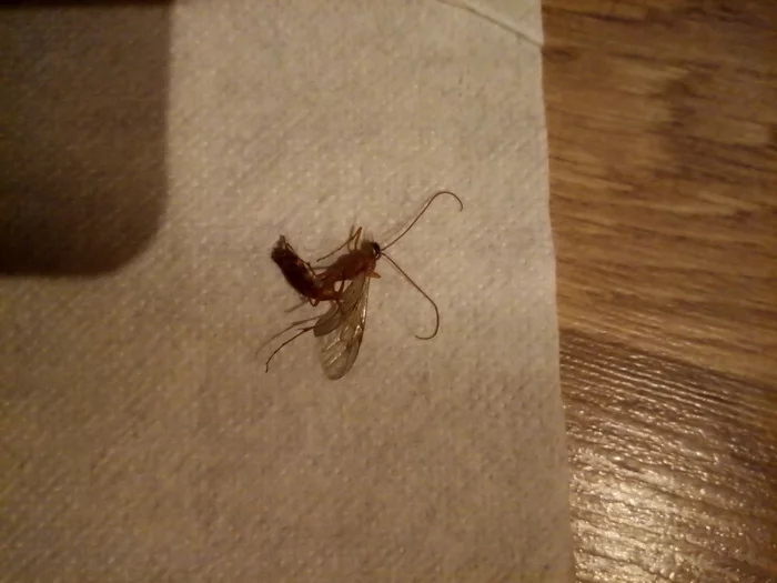 Help identifying an insect - My, Insects, Kripota