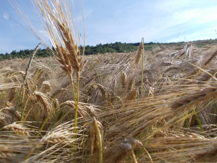 Harvest ripens - My, The photo, Nature, Harvest, Barley