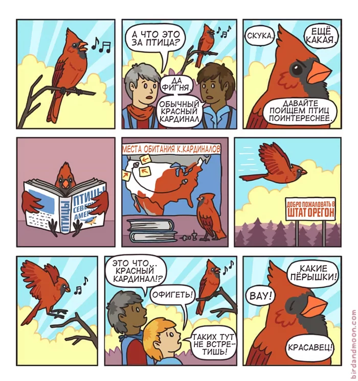 rare bird - Comics, Birds, Humor, Translation, Red Cardinal, Birdandmoon