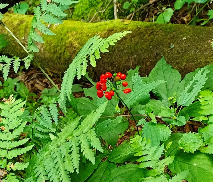 Protection of ginseng has been strengthened in Primorye - Ginseng, Primorsky Krai, Protection of Nature, National park, Land of the Leopard, Reserves and sanctuaries, Border guards, wildlife, Medicinal herbs, Plants, Дальний Восток, Longpost