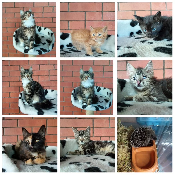 SPB and LO. I have eight kittens rescued from dachas. They all need a home - My, Animal Rescue, cat, Helping animals, Homeless animals, No rating, In good hands, Saint Petersburg, Leningrad region, Kittens, Dacha, Longpost