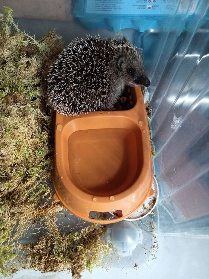 Continuation of the post “Late last night, the neighbors brought me a very weak hedgehog” - My, Helping animals, Animal Rescue, Vertical video, Hedgehog, Dacha, Neighbours, Troubled neighbors, Video, Reply to post, Longpost