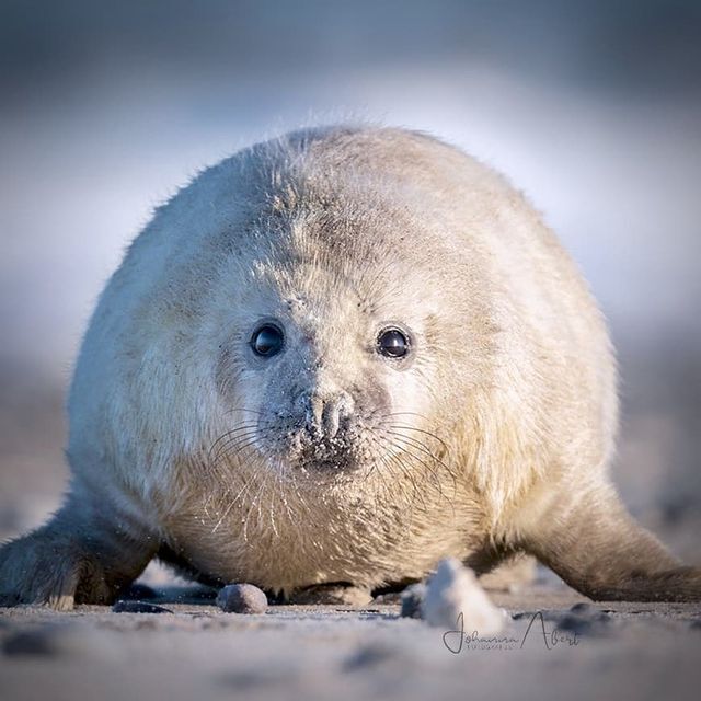baby seal - Seal, Pinnipeds, Predatory animals, Mammals, Animals, Wild animals, wildlife, Nature, The photo, Young