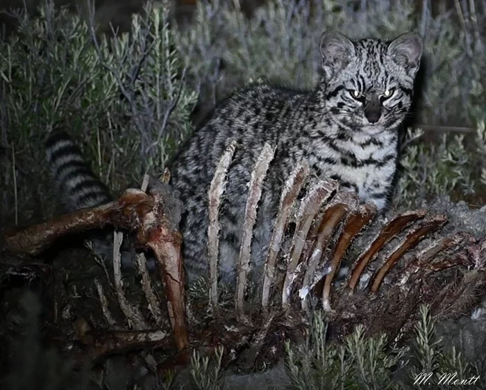 Ghost of Patagonia - Small cats, Cat family, Predatory animals, Mammals, Animals, Wild animals, wildlife, Nature, Patagonia, South America, The photo, Edge, Skeleton