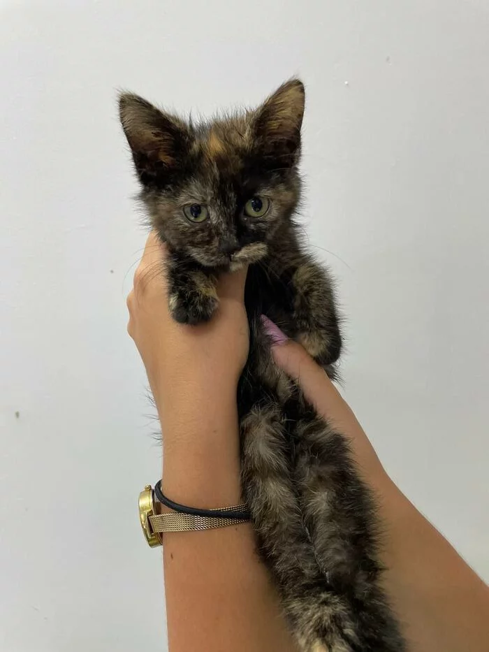 Kitten Marusya in the clinic - Anapa, Краснодарский Край, cat, In good hands, Helping animals, Volunteering, Homeless animals, Animal Rescue, Kittens, Tricolor cat, Longpost, No rating