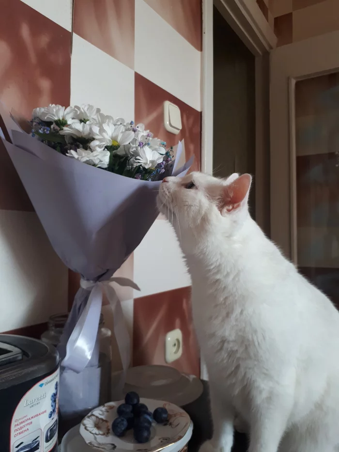 Floral - My, cat, Flowers, Longpost