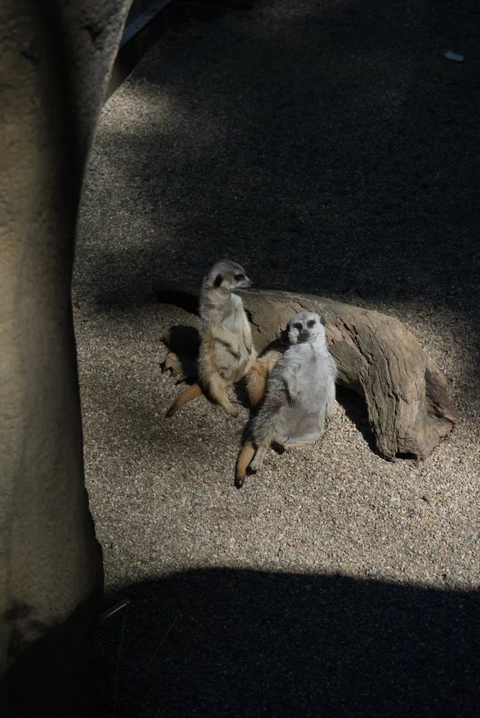 When you're gorgeous and don't see the point in hiding it - My, Meerkat, Michigan, Zoo, Art