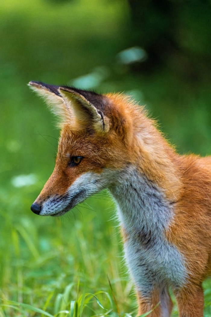 Рыжий красавец в государственном музее-заповеднике «Павловск». Санкт-Петербург Лиса, Павловск, Фотосессия, Заповедники и заказники, Санкт-Петербург, Длиннопост
