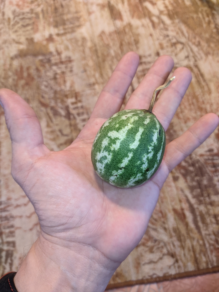 �� �� ���������, ������ �������