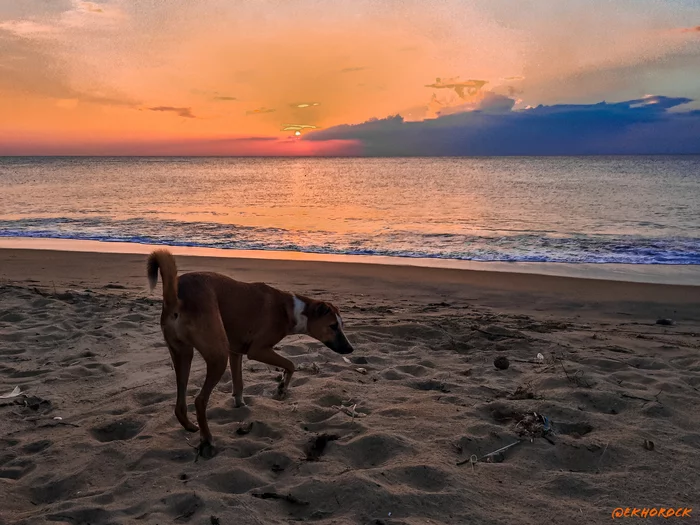 dog on the beach - My, Ocean, Beach, Shore, Sunset, Dog, Animals, Nature, Landscape, The photo, Mobile photography